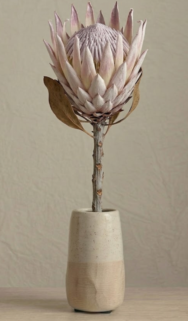 STEM - LILAC PROTEA