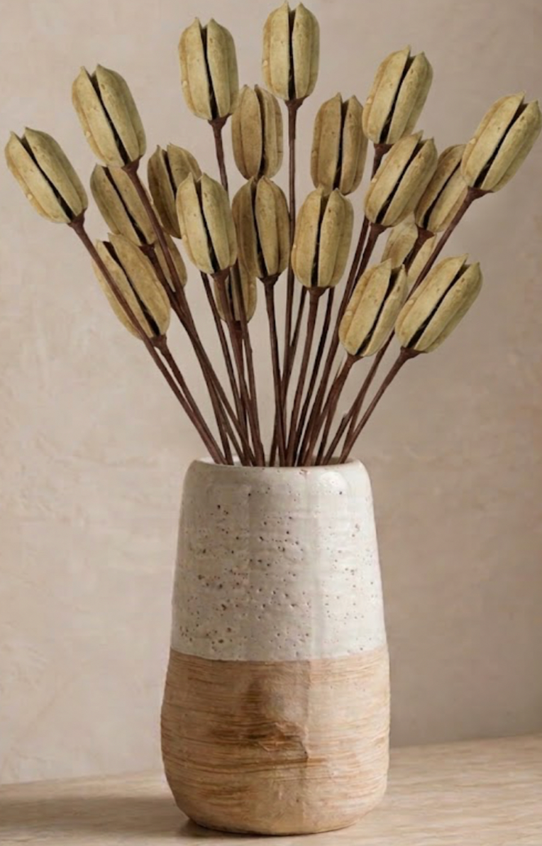 STEM - SISAL SHELL