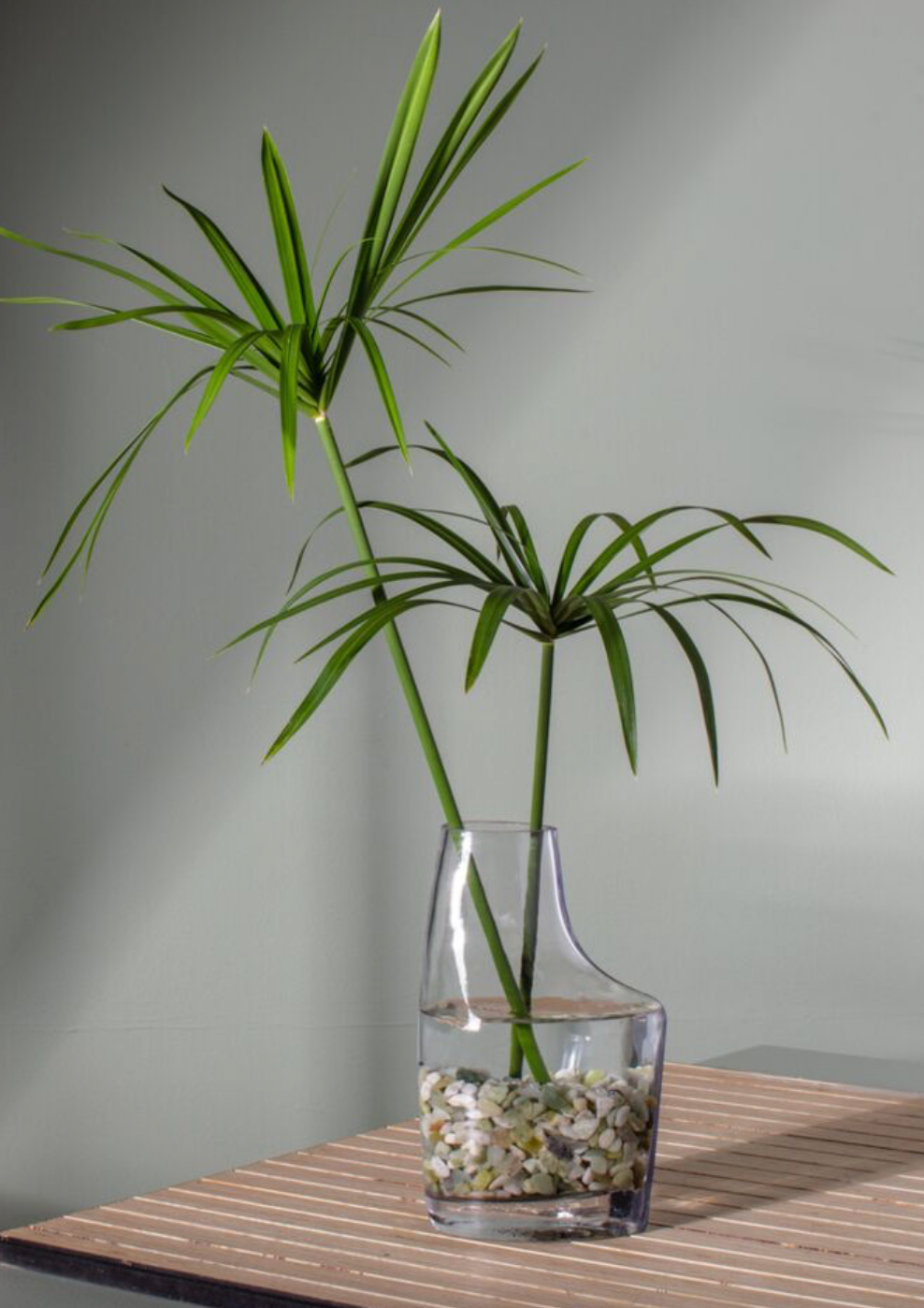CLEAR GLASS VASE- SHORT